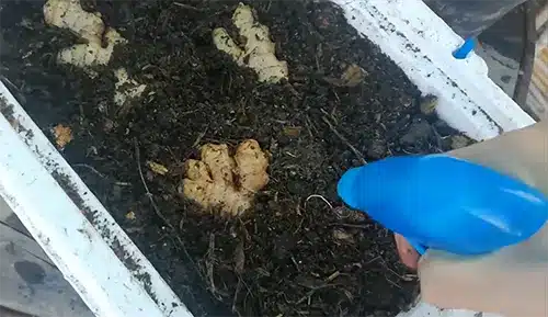 Cómo plantar o cultivar jengibre en casa 3 Cómo plantar o cultivar jengibre en casa
