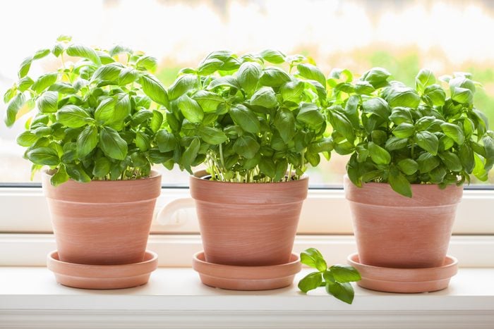 albahaca fresca en una maceta sobre una ventana