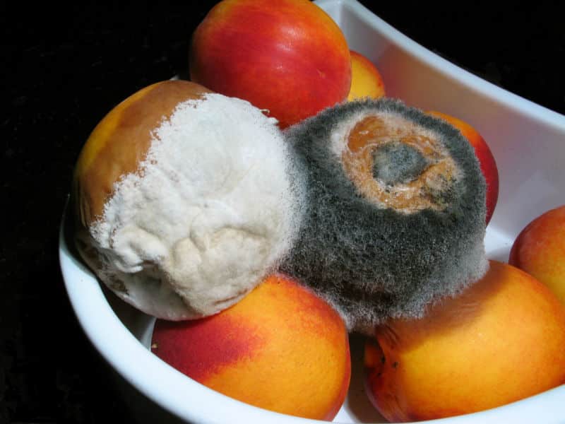 Bowl of moldy nectarines.