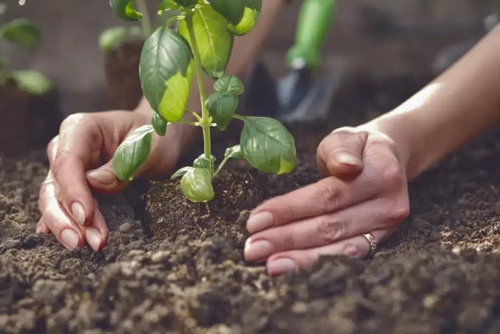 Por qué se muere la planta albahaca: causas y soluciones 2 Por qué se muere la planta albahaca: causas y soluciones