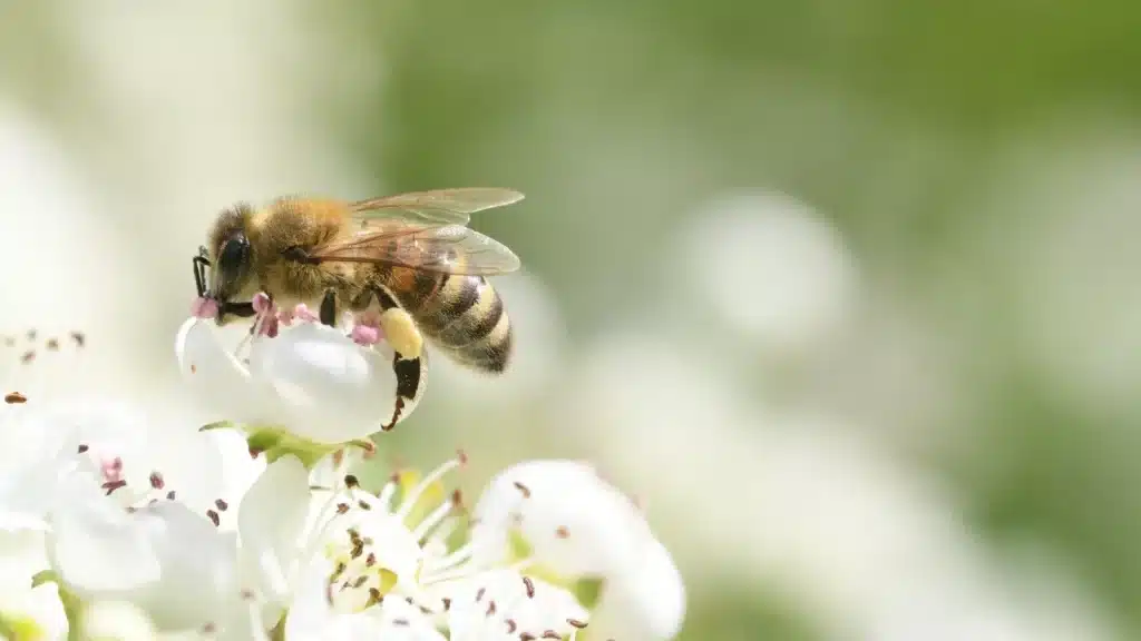 Cómo atraer y mantener abejas en tu jardín 1 atraer abejas