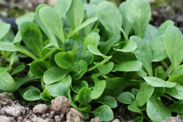 Cómo y cuándo se plantan los canónigos 1 Cómo y cuándo se plantan los canónigos