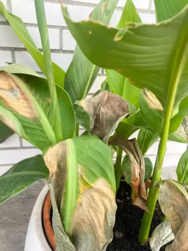 exceso de luz planta