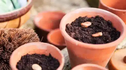 Cómo cultivar habas en macetas y huertos urbanos 2 habas en maceta