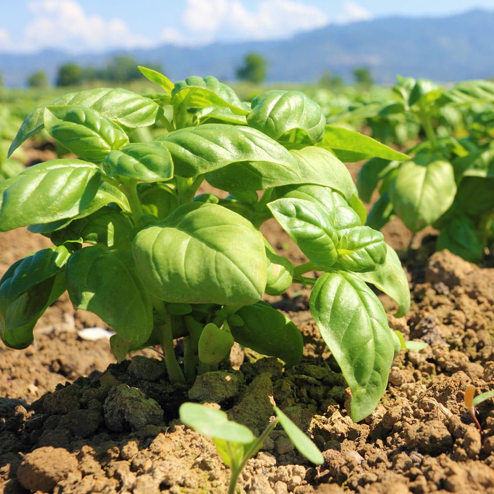 Cómo plantar albahaca en el huerto y en maceta