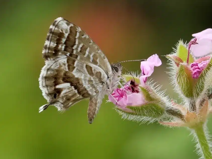 Cómo eliminar la mariposa del geranio de forma efectiva y natural 1 Cómo eliminar la mariposa del geranio de forma efectiva y natural