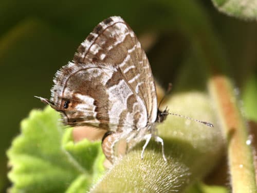 Cómo eliminar la mariposa del geranio de forma efectiva y natural