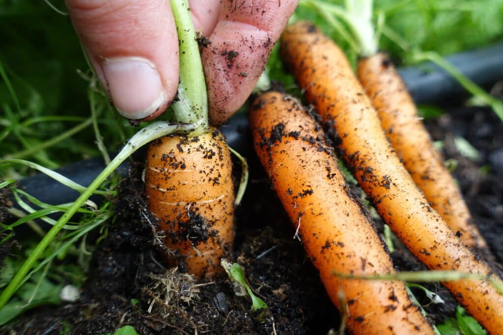 Cómo cultivar zanahorias en huertos urbanos