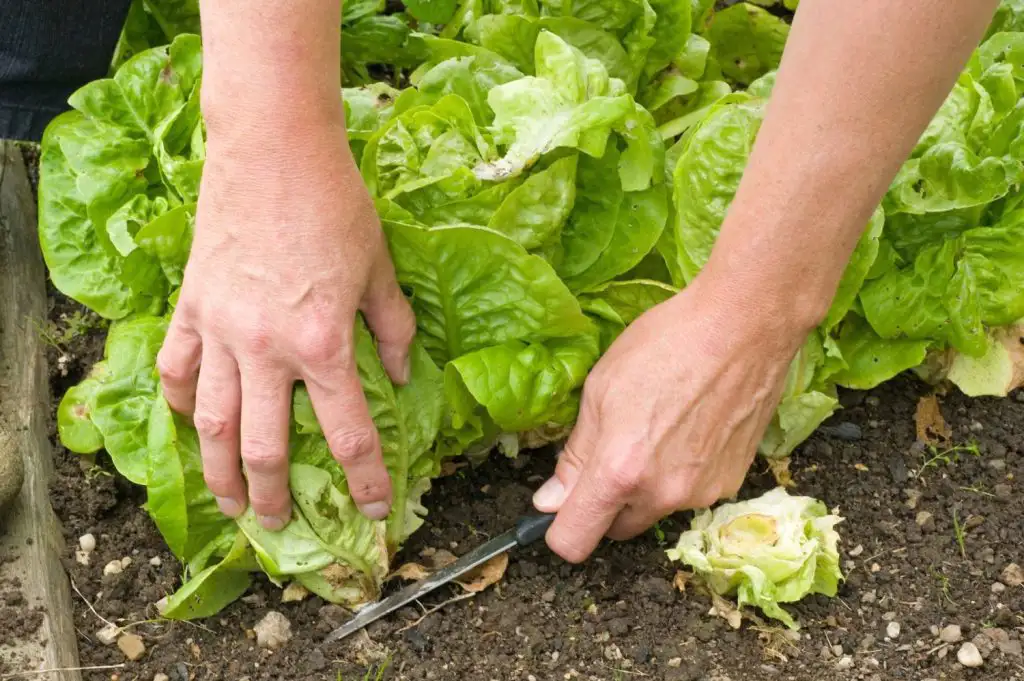 Cómo cultivar lechugas en huertos urbanos