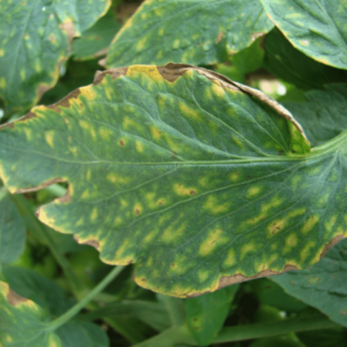 Detectar carencias según el color de las hojas en tus plantas 14 Detectar carencias según el color de las hojas en tus plantas