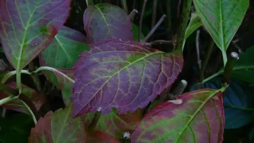 Detectar carencias según el color de las hojas en tus plantas 12 Detectar carencias según el color de las hojas en tus plantas