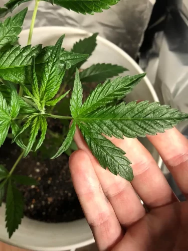 Detectar carencias según el color de las hojas en tus plantas 16 Detectar carencias según el color de las hojas en tus plantas