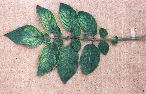 Detectar carencias según el color de las hojas en tus plantas 13 Detectar carencias según el color de las hojas en tus plantas