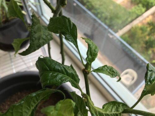 Detectar carencias según el color de las hojas en tus plantas 6 Detectar carencias según el color de las hojas en tus plantas