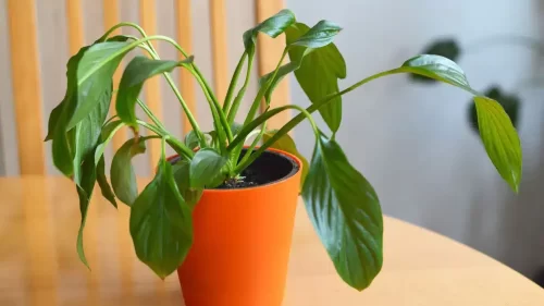 Detectar carencias según el color de las hojas en tus plantas 9 Detectar carencias según el color de las hojas en tus plantas