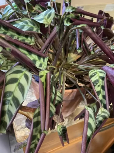 Detectar carencias según el color de las hojas en tus plantas 8 Detectar carencias según el color de las hojas en tus plantas