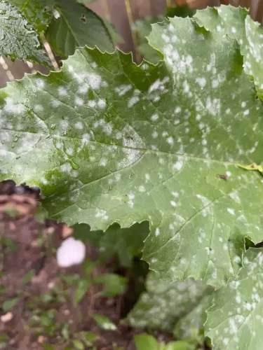 Detectar carencias según el color de las hojas en tus plantas 11 Detectar carencias según el color de las hojas en tus plantas