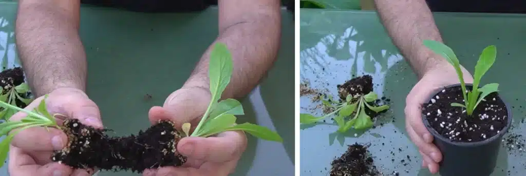 Cómo cultivar lechugas en huertos urbanos