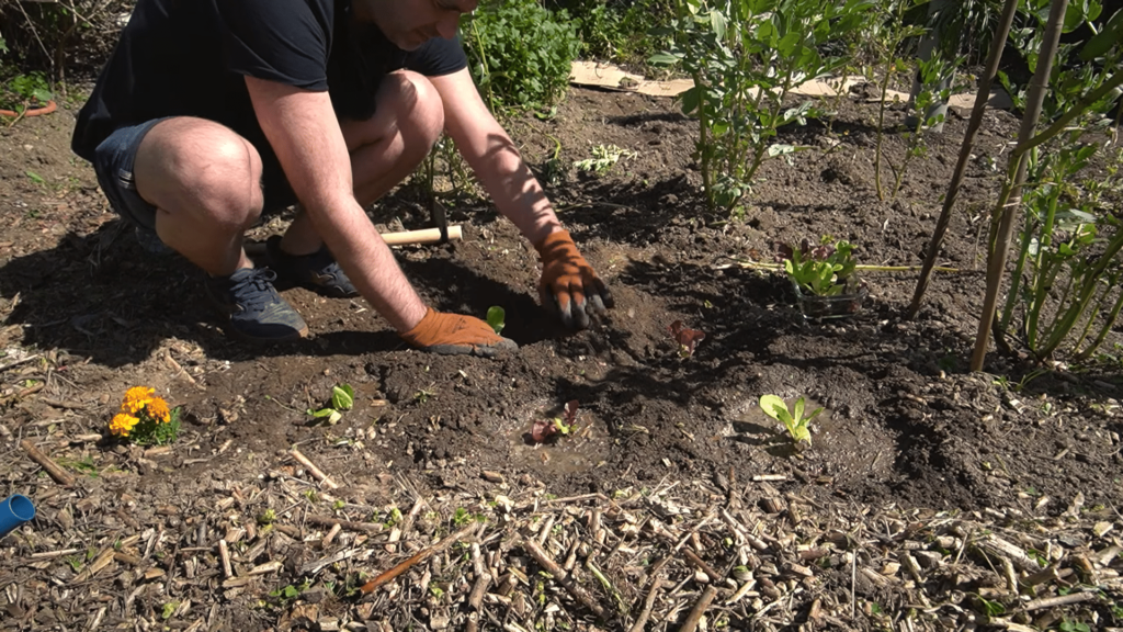 Cómo cultivar lechugas en huertos urbanos