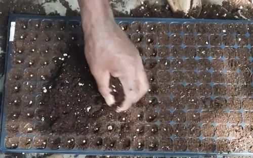 Cómo Cultivar Pimientos Italianos en Suelo y Maceta 2 Cómo Cultivar Pimientos Italianos en Suelo y Maceta