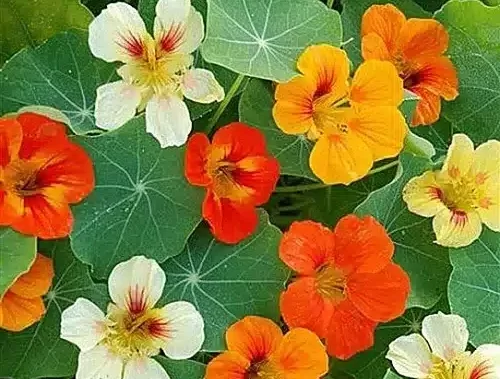 Flores esenciales para tu huerto 5 Flores esenciales para tu huerto