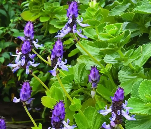 Las 10 mejores formas de ahuyentar gatos de tu jardín (sin hacerles daño) 3 Coleus canina