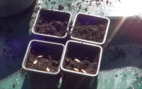 Cómo sembrar melones en macetas: Guía fácil y completa 2 Cómo sembrar melones en macetas: Guía fácil y completa