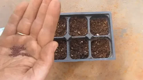 Cómo sembrar brócoli en macetas: guía paso a paso 2 Cómo sembrar brócoli en macetas: guía paso a paso