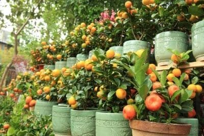 Árboles frutales en maceta: Tipos y Cuidados esenciales 2 Árboles frutales en maceta: Tipos y Cuidados esenciales