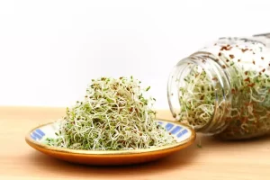 Beneficios de los brotes de alfalfa en tu alimentación diaria