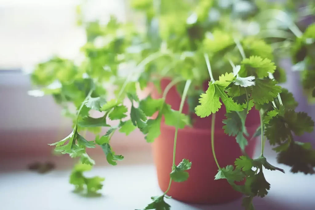 Cómo cultivar cilantro en casa paso a paso 1 Cómo cultivar cilantro en casa paso a paso