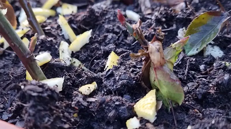 Las 10 mejores formas de ahuyentar gatos de tu jardín (sin hacerles daño) 2 cítricos en plantas