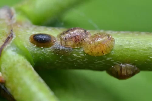 Cómo eliminar la cochinilla de las plantas 4 Cómo eliminar la cochinilla de las plantas