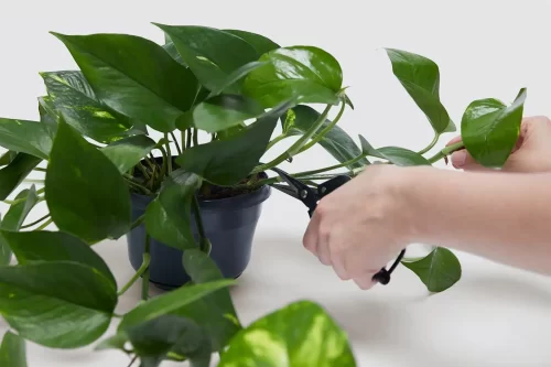 Cómo podar plantas de interior: técnicas y consejos 3 Cómo podar plantas de interior: técnicas y consejos