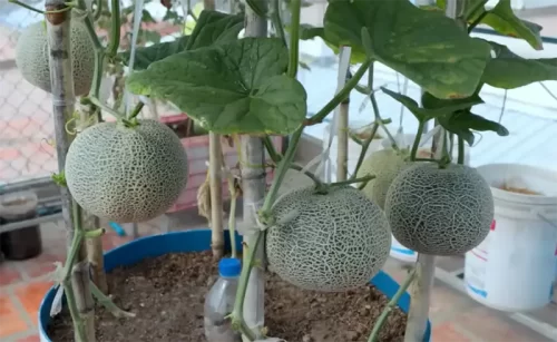 Cómo sembrar melones en macetas: Guía fácil y completa 5 Cómo sembrar melones en macetas: Guía fácil y completa