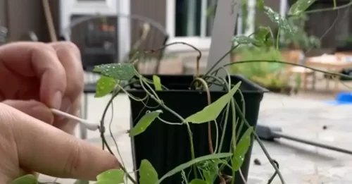 Cómo eliminar la cochinilla de las plantas 5 Cómo eliminar la cochinilla de las plantas