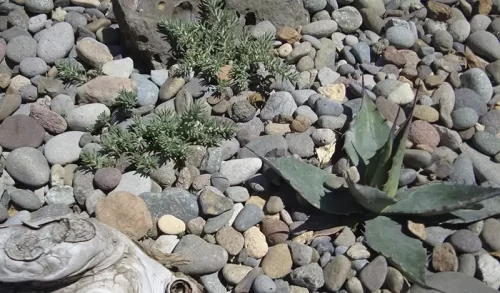 Las 10 mejores formas de ahuyentar gatos de tu jardín (sin hacerles daño) 5 Las 10 mejores formas de ahuyentar gatos de tu jardín (sin hacerles daño)