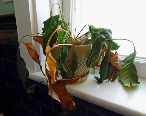 Cómo trasplantar correctamente y revivir una planta decaída 2 Cómo trasplantar correctamente y revivir una planta decaída