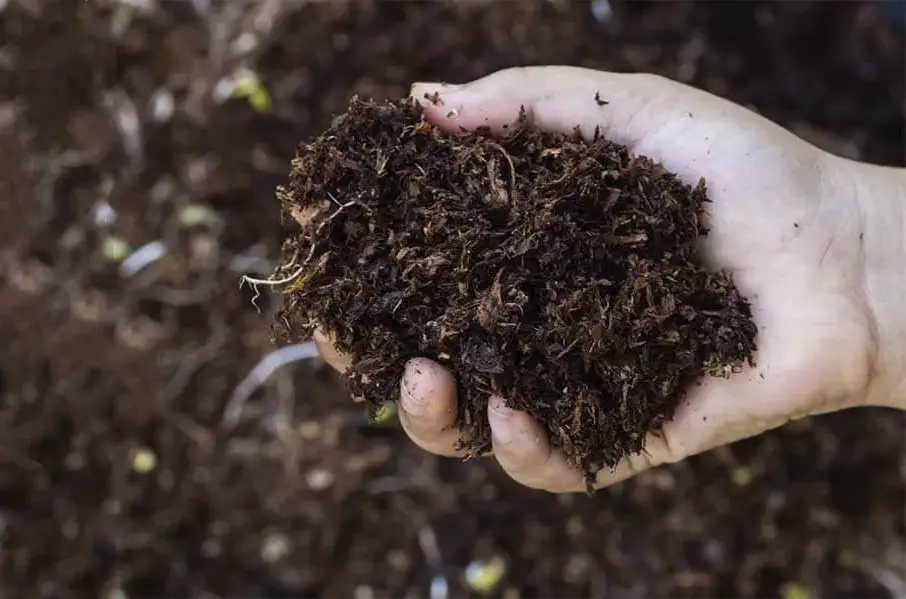 Guía completa sobre los mejores tipos de fertilizantes ecológicos 1 Guía completa sobre los mejores tipos de fertilizantes ecológicos