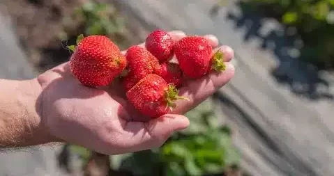 Cómo sembrar fresas en casa paso a paso 2 Cómo sembrar fresas en casa paso a paso