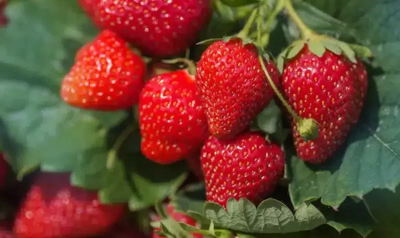 Cómo sembrar fresas en casa paso a paso 1 sembrar fresas