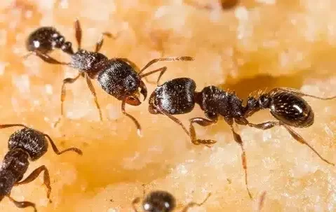 Hormigas en el Huerto: Beneficios, Problemas y Cómo Controlarlas 2 Hormigas en el Huerto: Beneficios, Problemas y Cómo Controlarlas