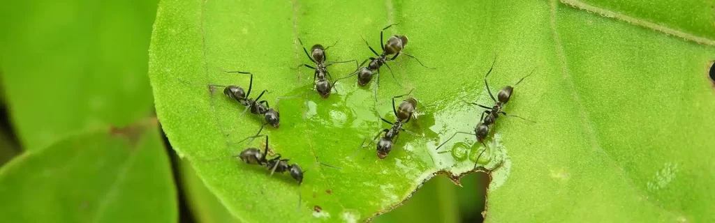 Hormigas en el Huerto: Beneficios, Problemas y Cómo Controlarlas 1 Hormigas en el Huerto: Beneficios, Problemas y Cómo Controlarlas