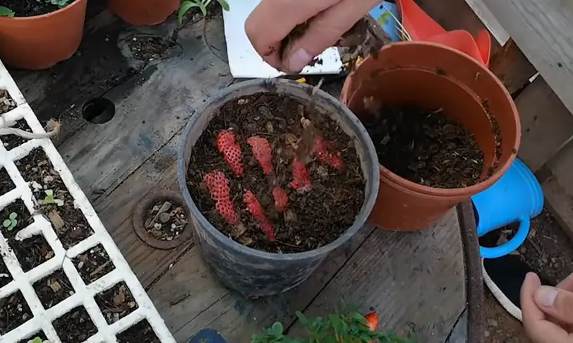 Cómo sembrar fresas en casa paso a paso 3 Cómo sembrar fresas en casa paso a paso