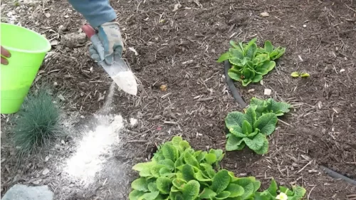 Usos de la tierra de diatomeas en el hogar y la agricultura 2 Usos de la tierra de diatomeas en el hogar y la agricultura