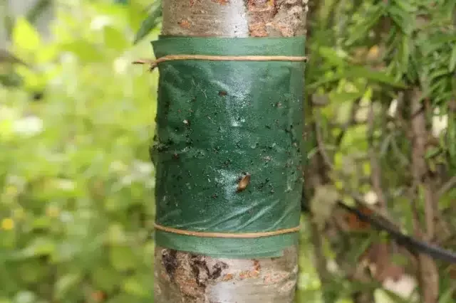 Hormigas en el Huerto: Beneficios, Problemas y Cómo Controlarlas 3 Hormigas en el Huerto: Beneficios, Problemas y Cómo Controlarlas