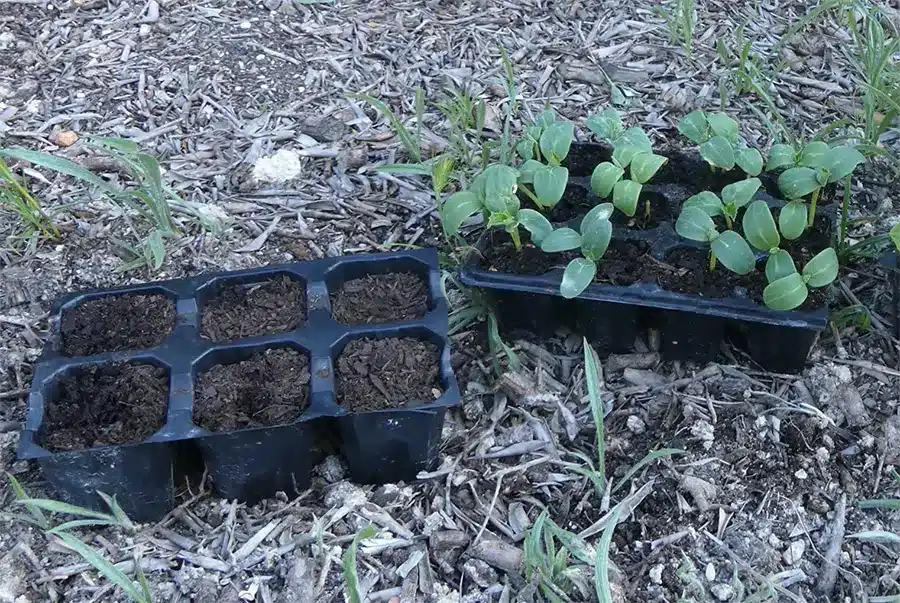 Cómo Plantar Pepinos: Guía Completa [Paso a Paso]