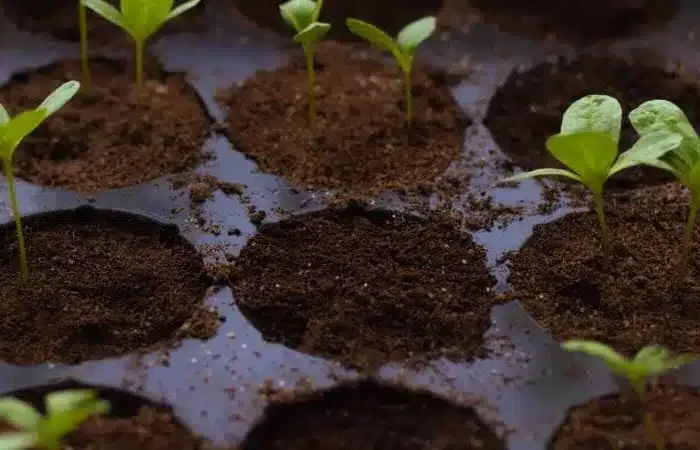 Cómo germinar semillas en casa: técnicas y recomendaciones 2 Cómo germinar semillas en casa: técnicas y recomendaciones