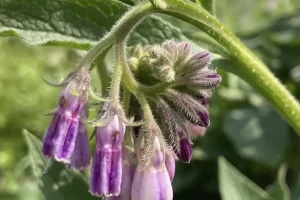 Consuelda rusa: beneficios y utilidades en jardinería y salud