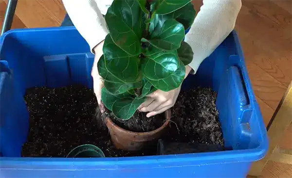 Ficus Lyrata: Cuidados, Cultivo y Solución de Problemas